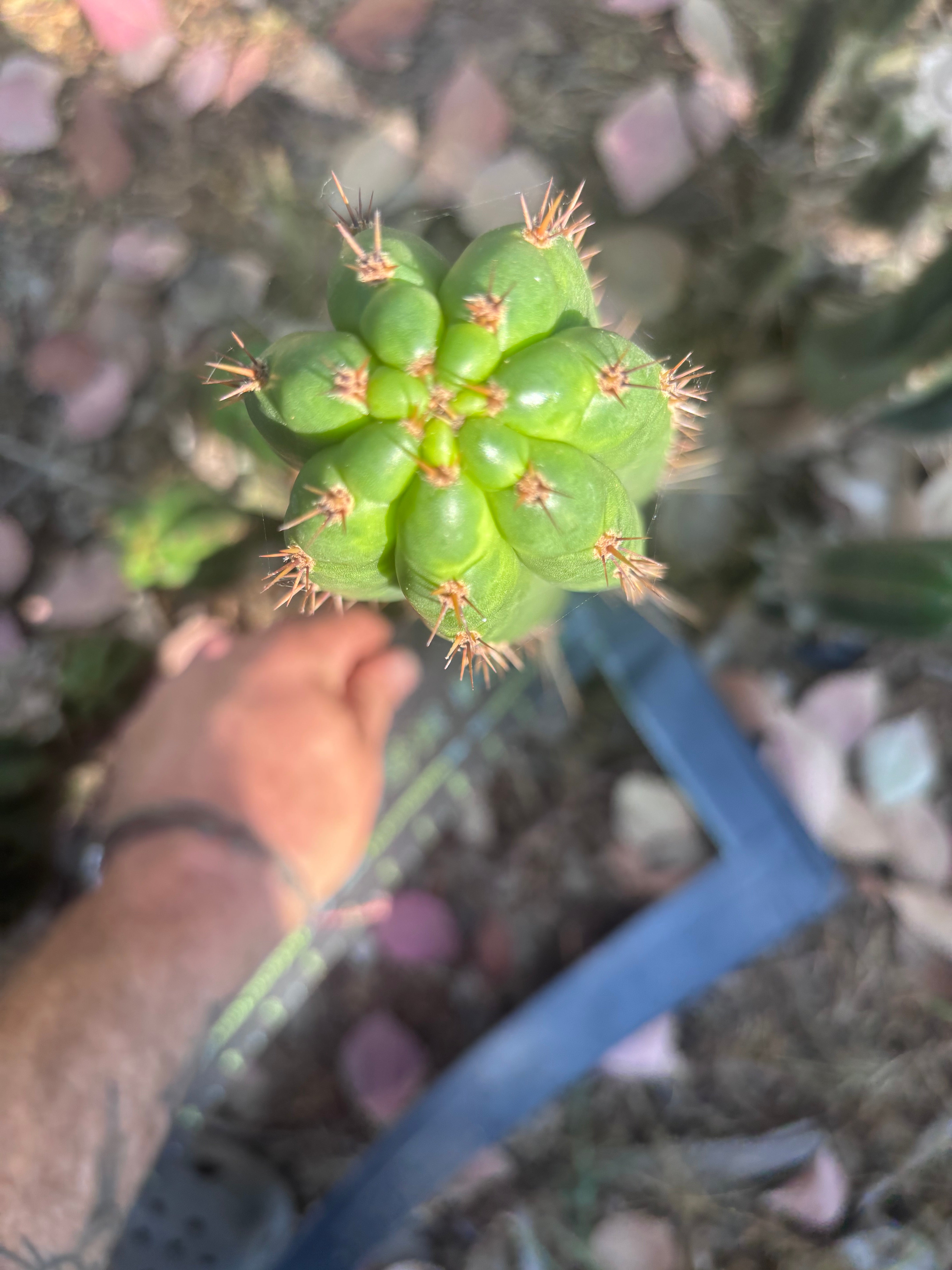 👑🌶️ Torres & Torres — 14” Pup