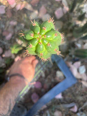 👑🌶️ Torres & Torres — 14” Pup