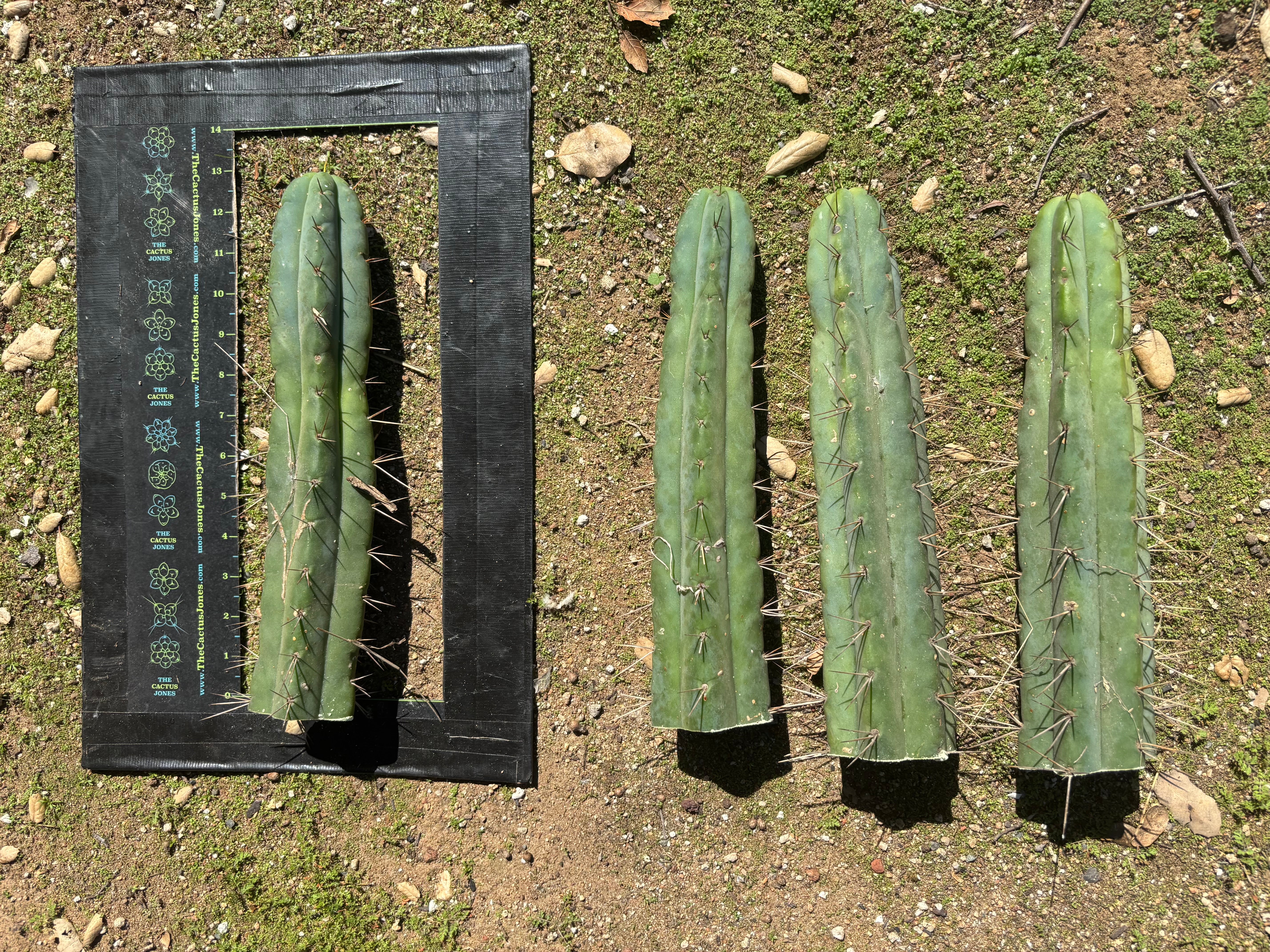 🌶️ Restocked —Baker x Helen  — 12” Tips