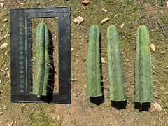 🌶️ Restocked —Baker x Helen  — 12” Tips