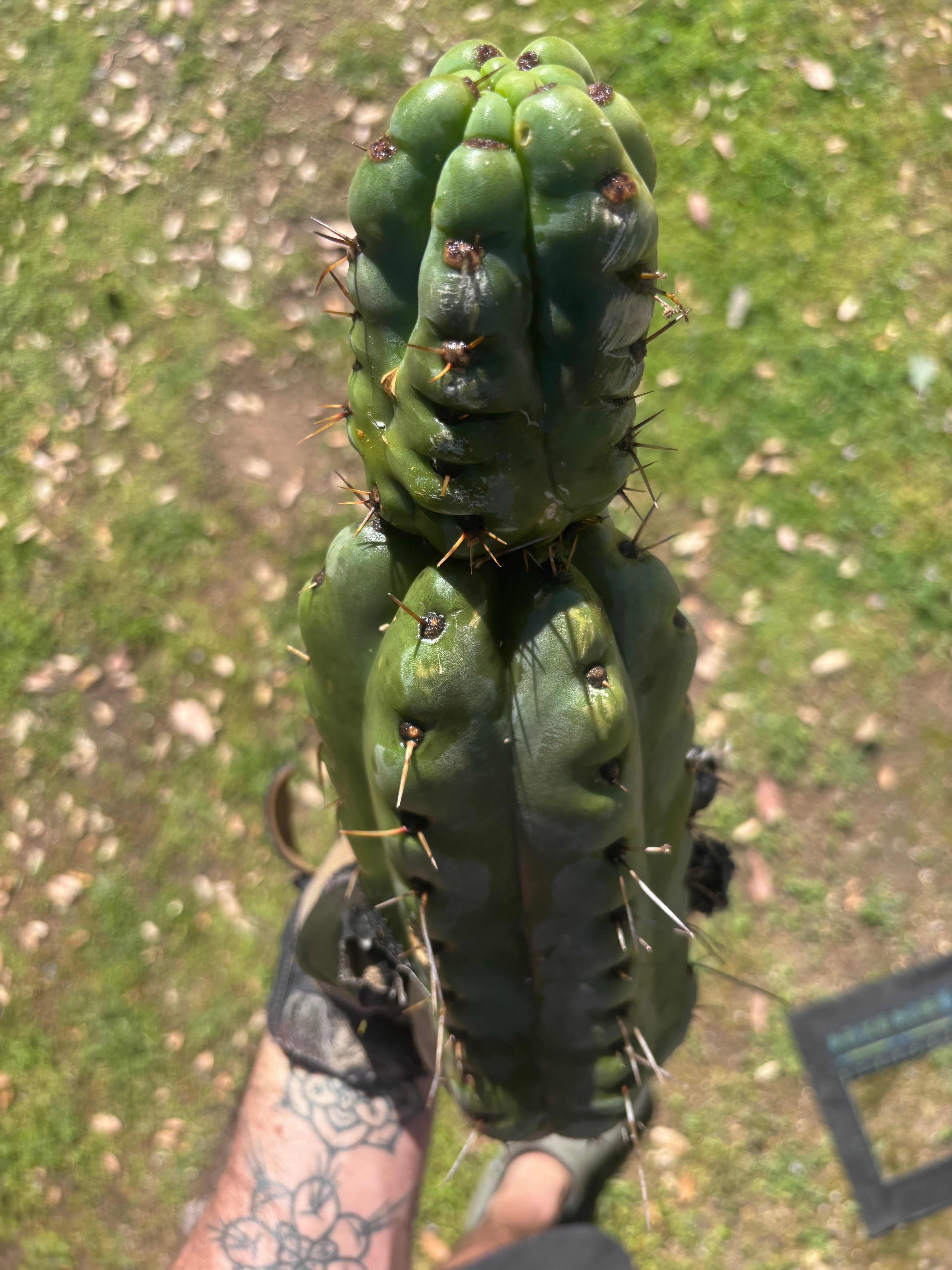 💎🌶️🌶️ NOM — Beefy 13” Stacker Pup