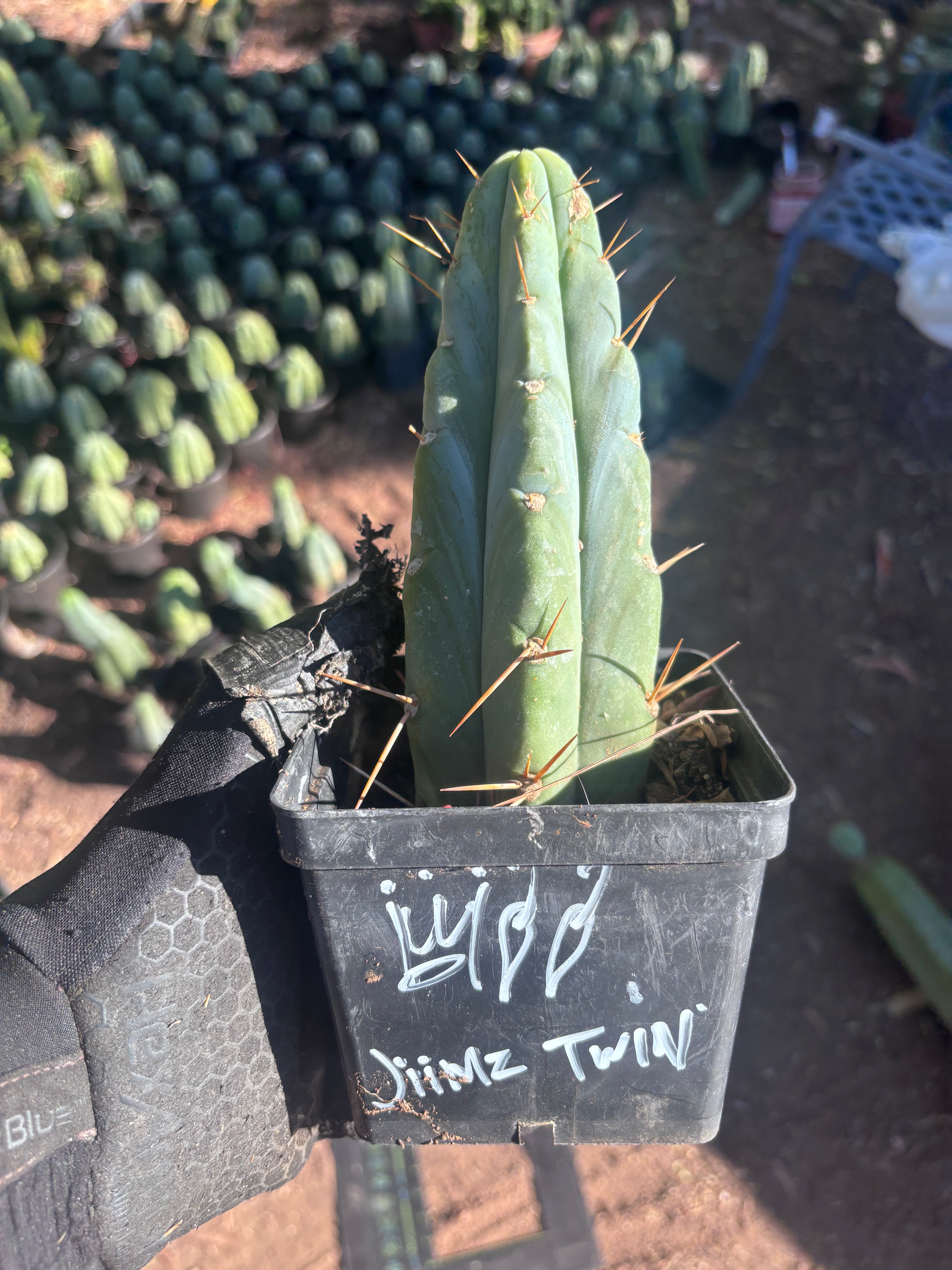 👑🌶️🌶️ Jiimz Twin Spine — Rooted Tips