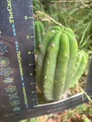 👑🌶️🌶️ KR04 — 7.5” Pup