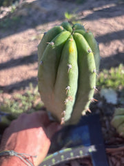 👑🌶️🌶️ Landfill — Chonky 9” Pup