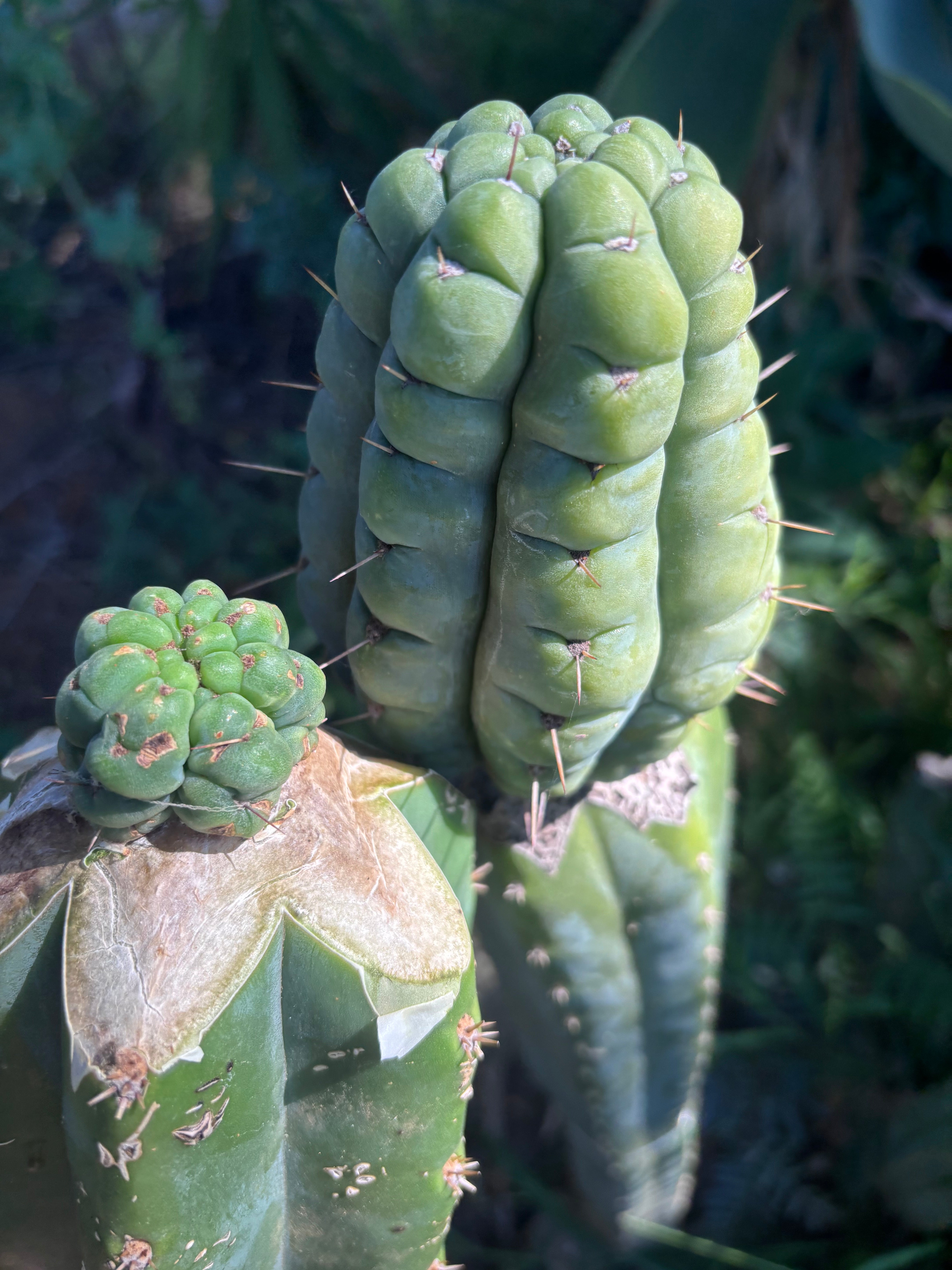 💎👑💎 Havran — Tip Graft on XL Magnum Stock (3 Available)