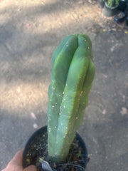 💎 MB x MP Scop — Rooted 14” Chonker