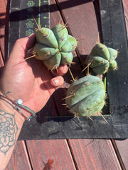 👑 Lotusland Huanu —  Pup Trio