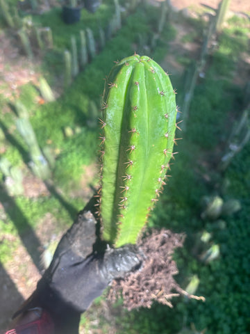 🎁🌶️ FREE Add On!  Large Yearlings