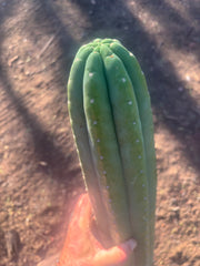 👑💎🌶️ Soozy — Massive Heavy 25” Tip