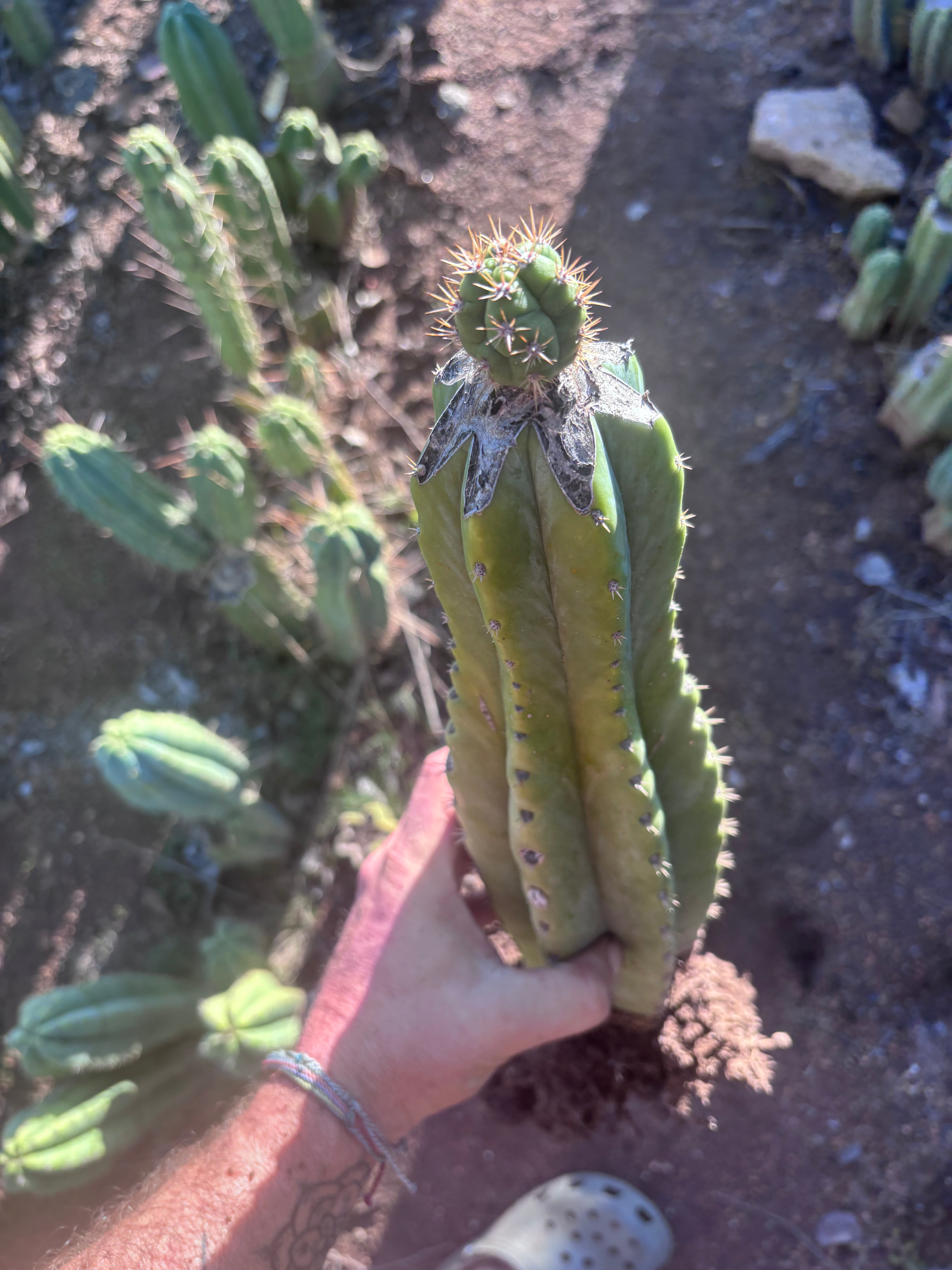 💎👑💎🌶️ CareBear — XL Rooted Graft