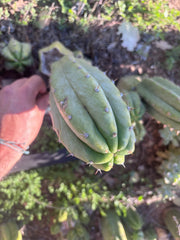 👑🌶️🌶️ Landfill — Chonky 9” Pup