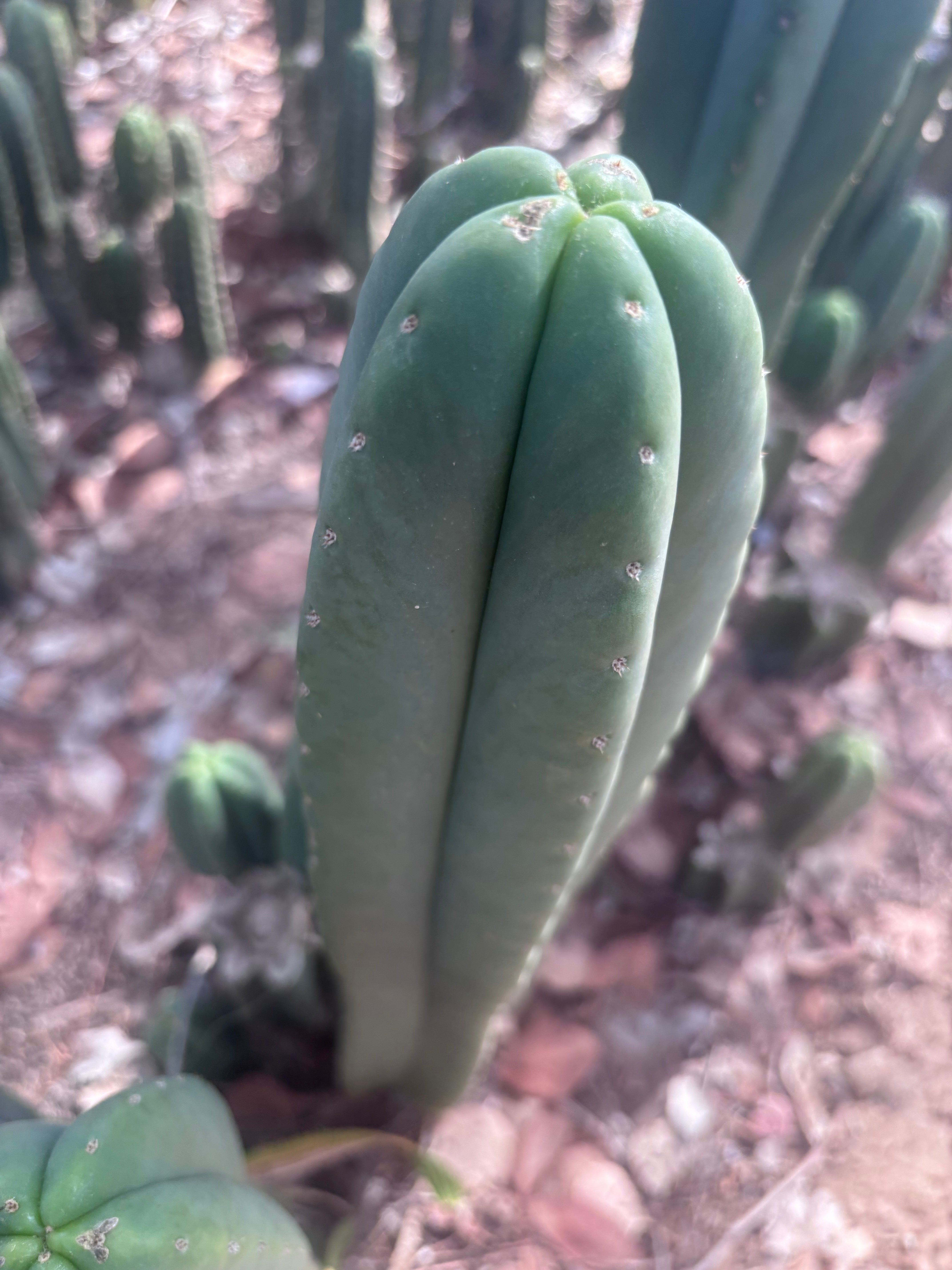 👑🌶️ Scop A — XL 14” Tip