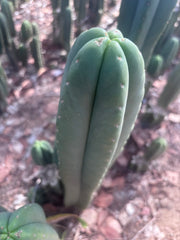 👑🌶️ Scop A — XL 14” Tip