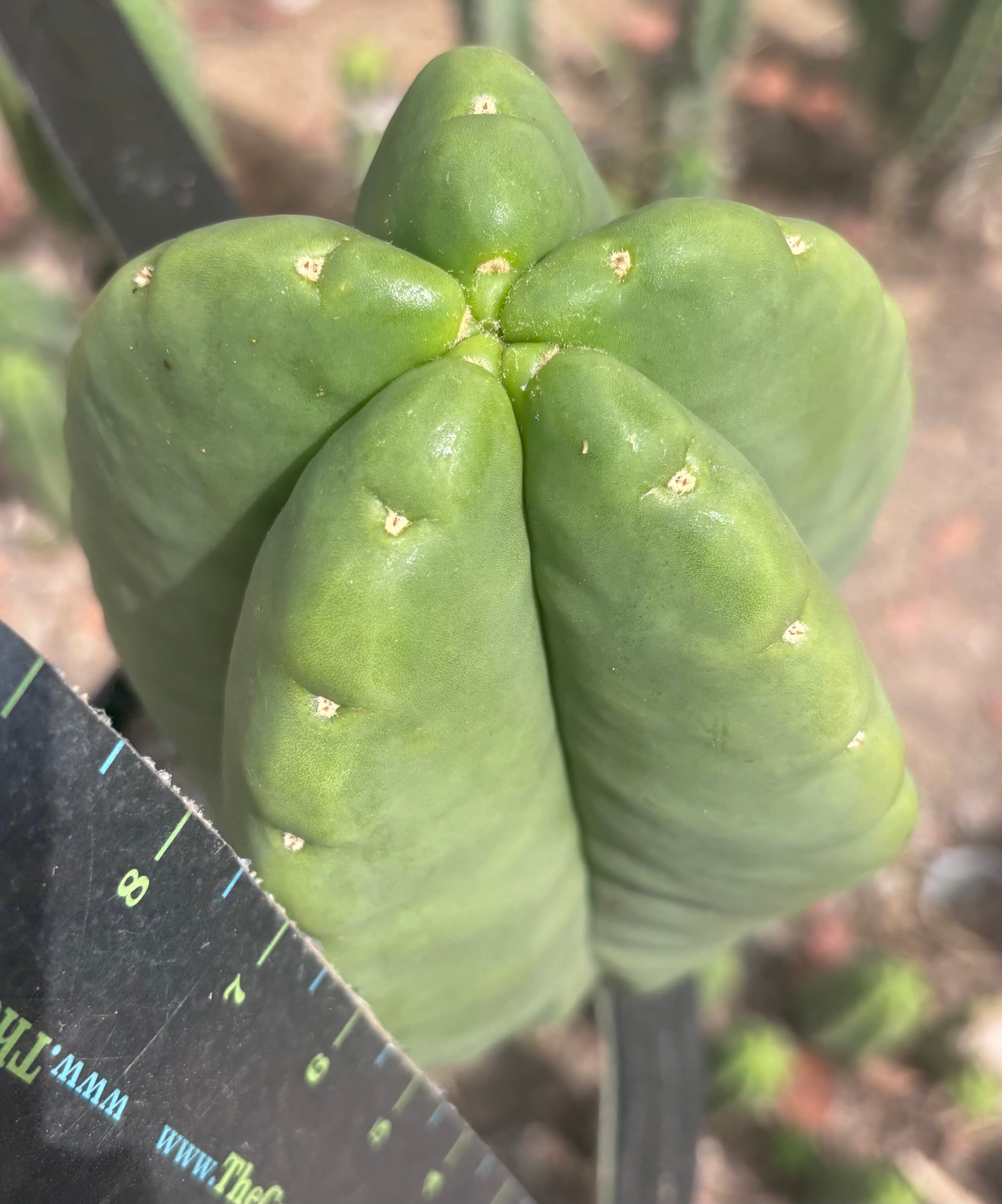 💎👑💎🌶️ Ferah — Massive 10” Melon!