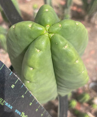 💎👑💎🌶️ Ferah — Massive 10” Melon!