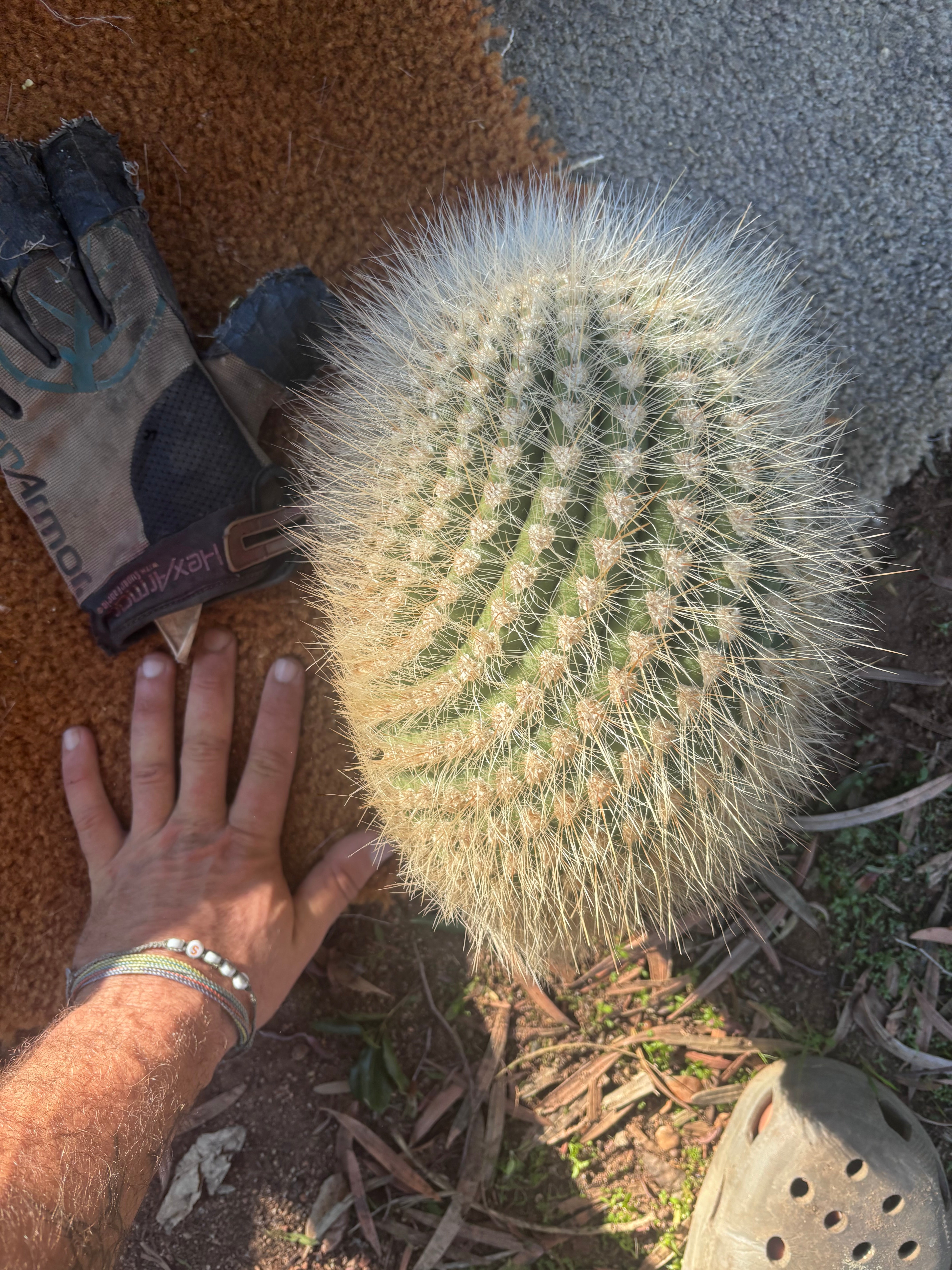 💎 T. Atacamensis — 11” x 9” Melon