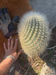 💎 T. Atacamensis — 11” x 9” Melon