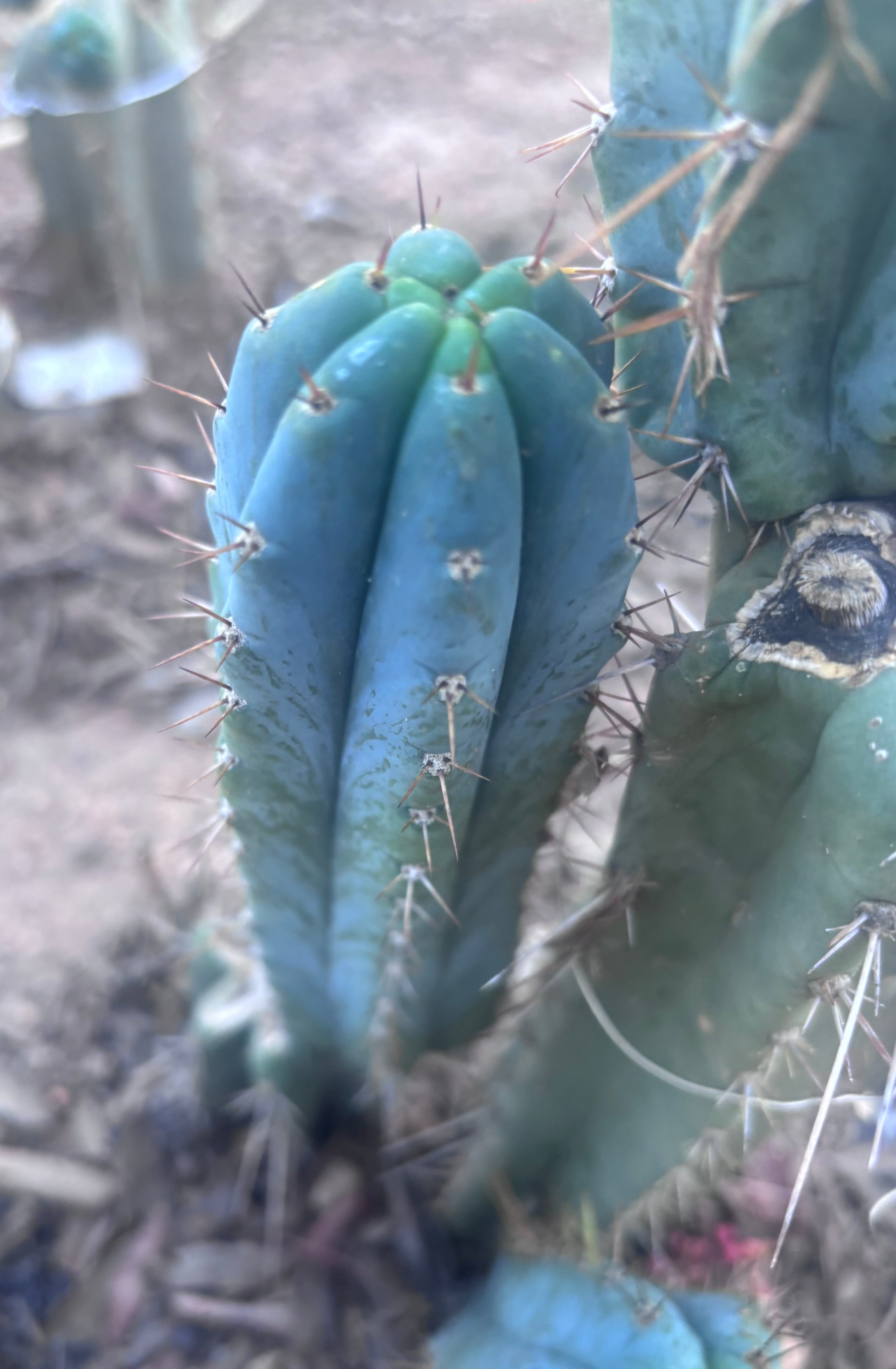 💎👑💎 Zordon  — 8” Pup