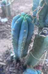 💎👑💎 Zordon  — 8” Pup