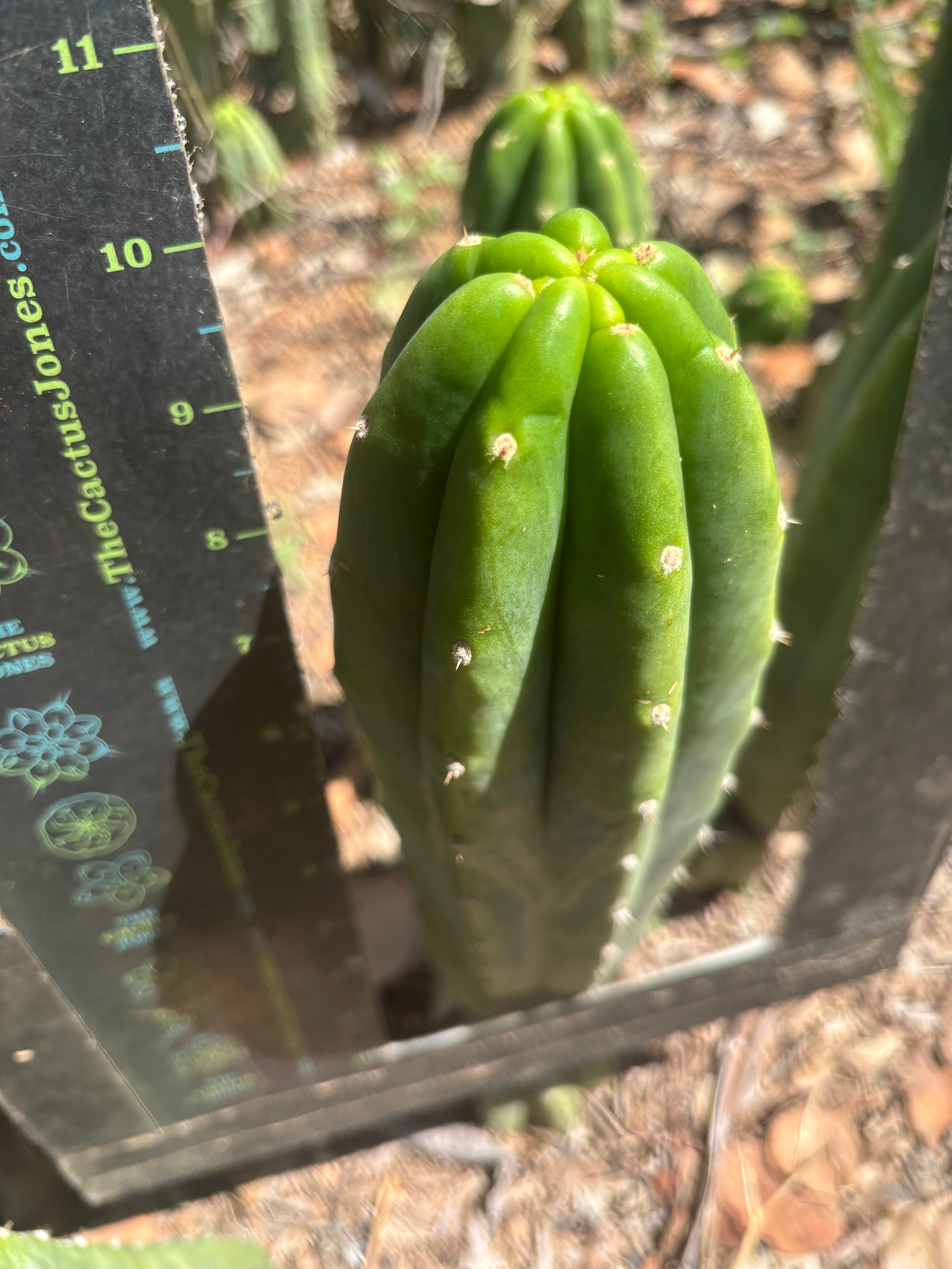 👑🌶️🌶️ Landfill — 10” Tip