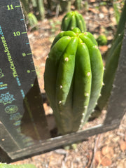 👑🌶️🌶️ Landfill — 10” Tip