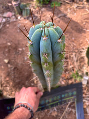 👑 Icaros — XL 14” Tip
