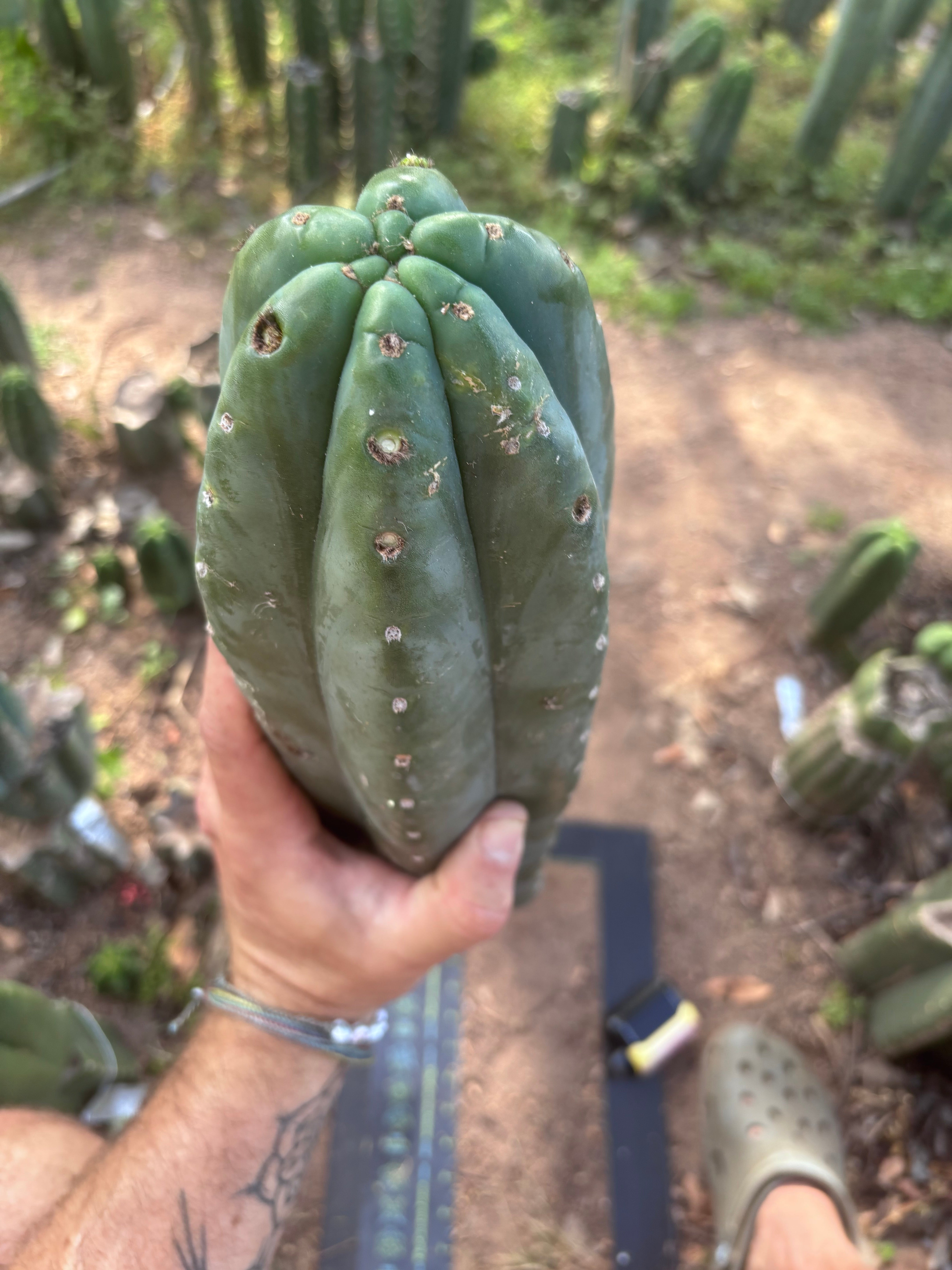 👑🌶️ Pierre — XL Magnum 14” Tip