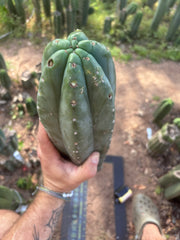 👑🌶️ Pierre — XL Magnum 14” Tip