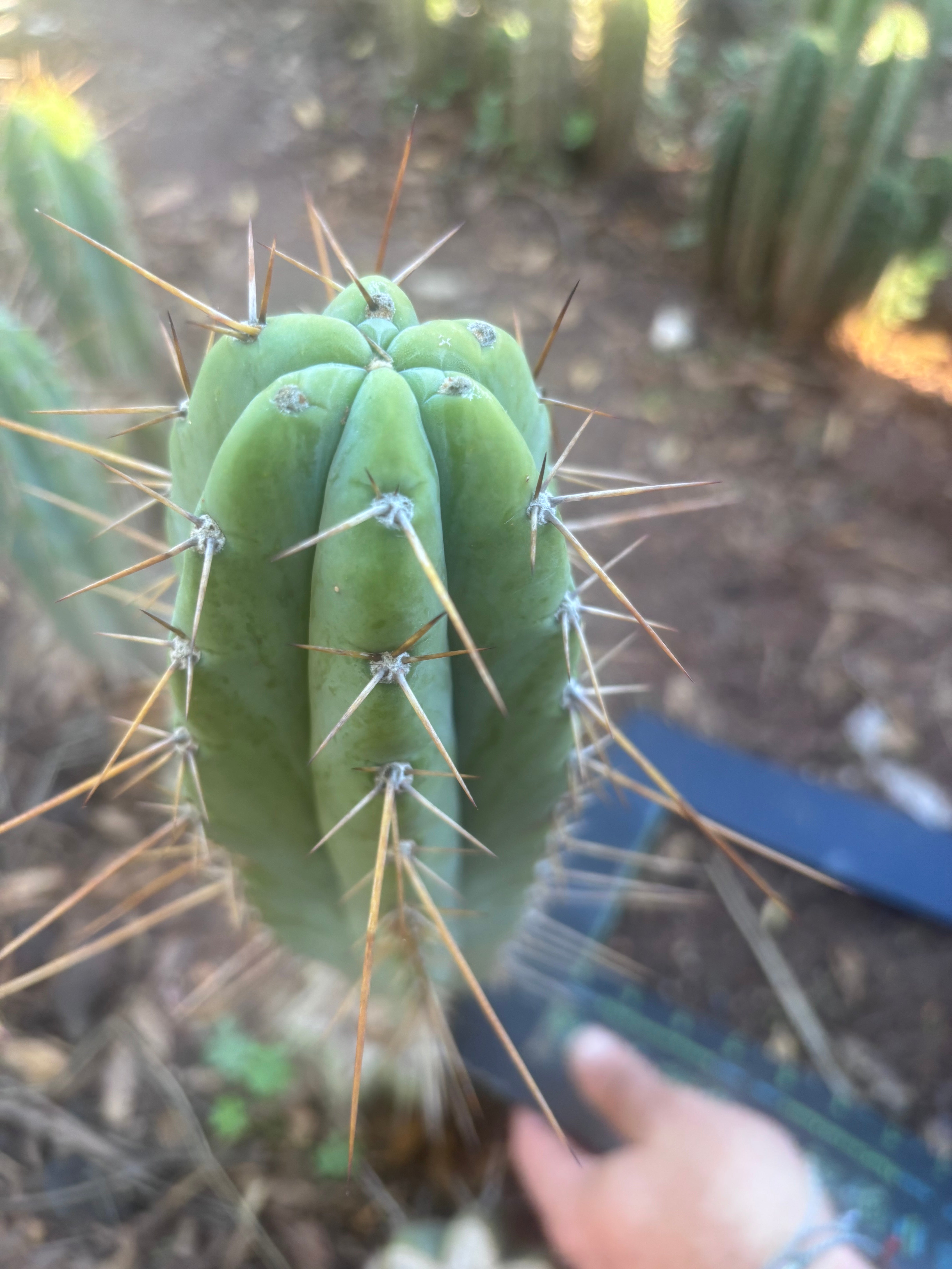 👑🌶️ Piano Man — XL 15” Pup