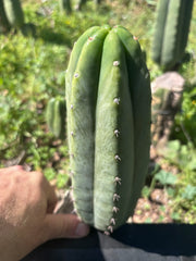 👑🌶️🌶️ Landfill — Another 9” Pup