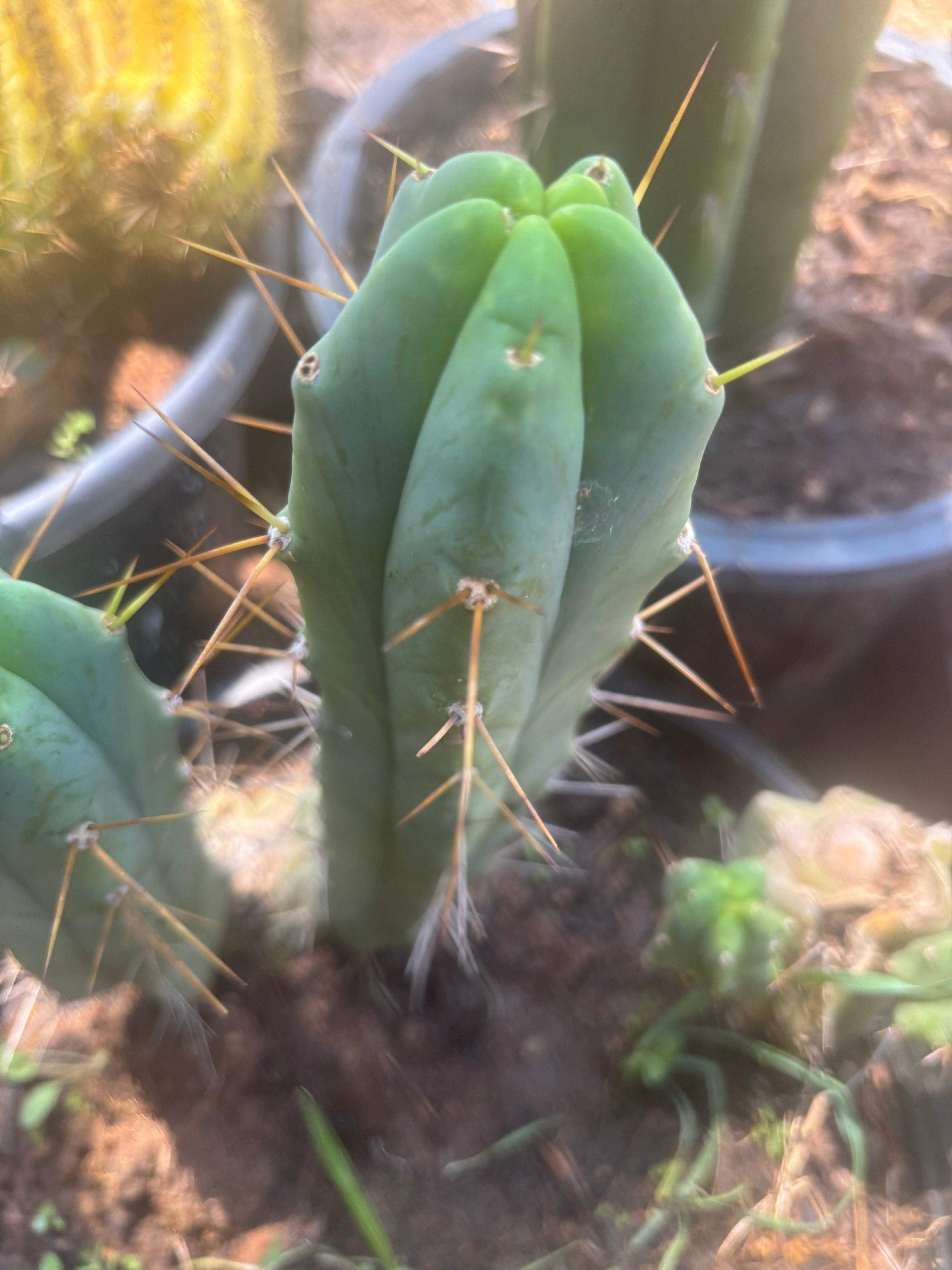 👑🌶️ Foolsbreath — 9” Pup