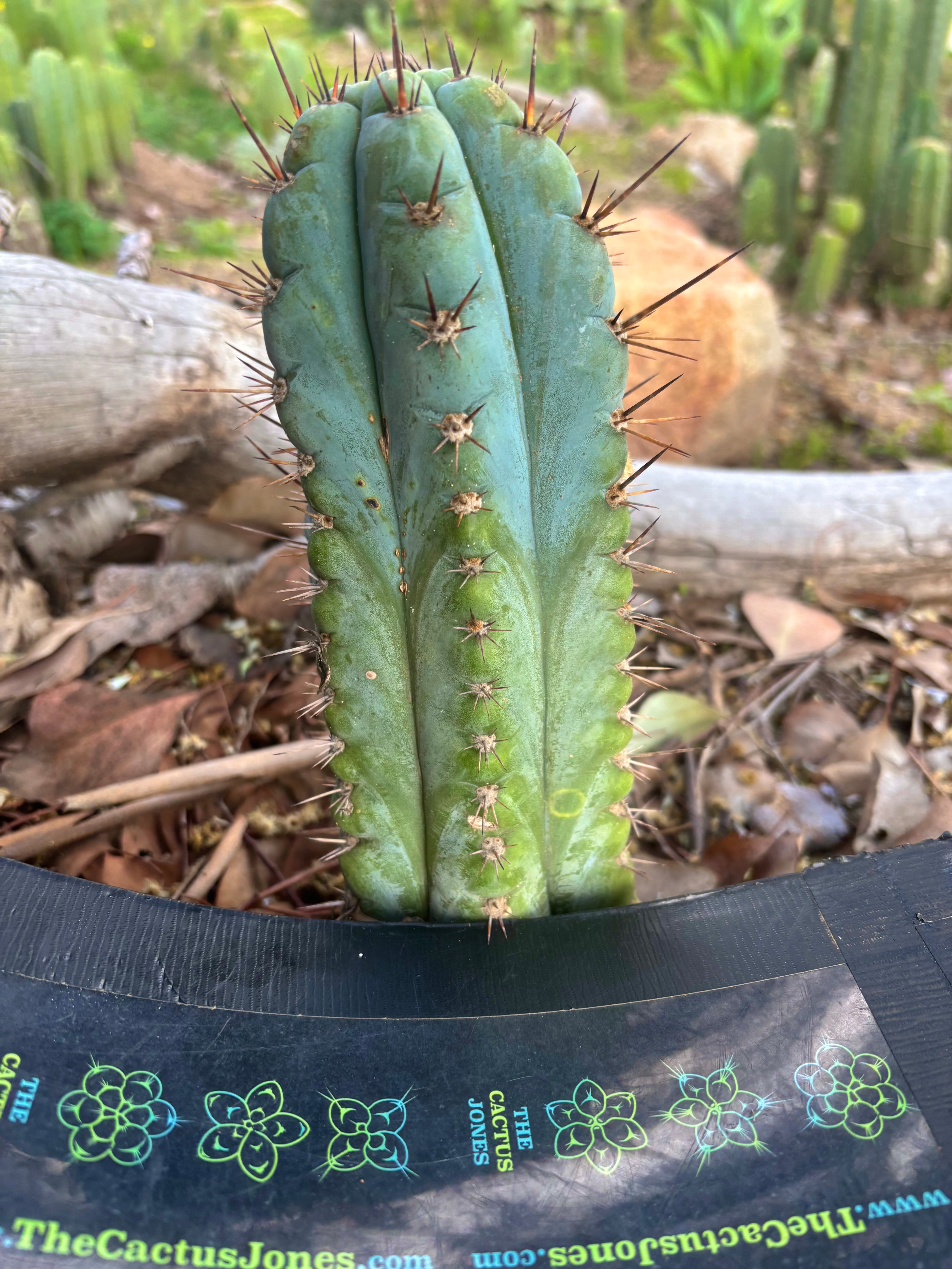 👑💎 Papa Smurf — 8” Tip