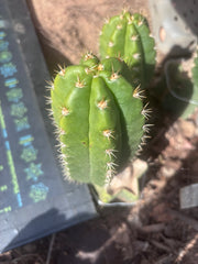 💎👑💎🌶️ CareBear — 6” Pup