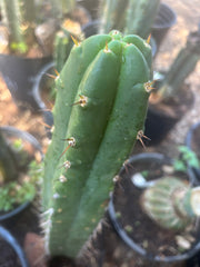 👑🌶️ Huari — 10” Tip