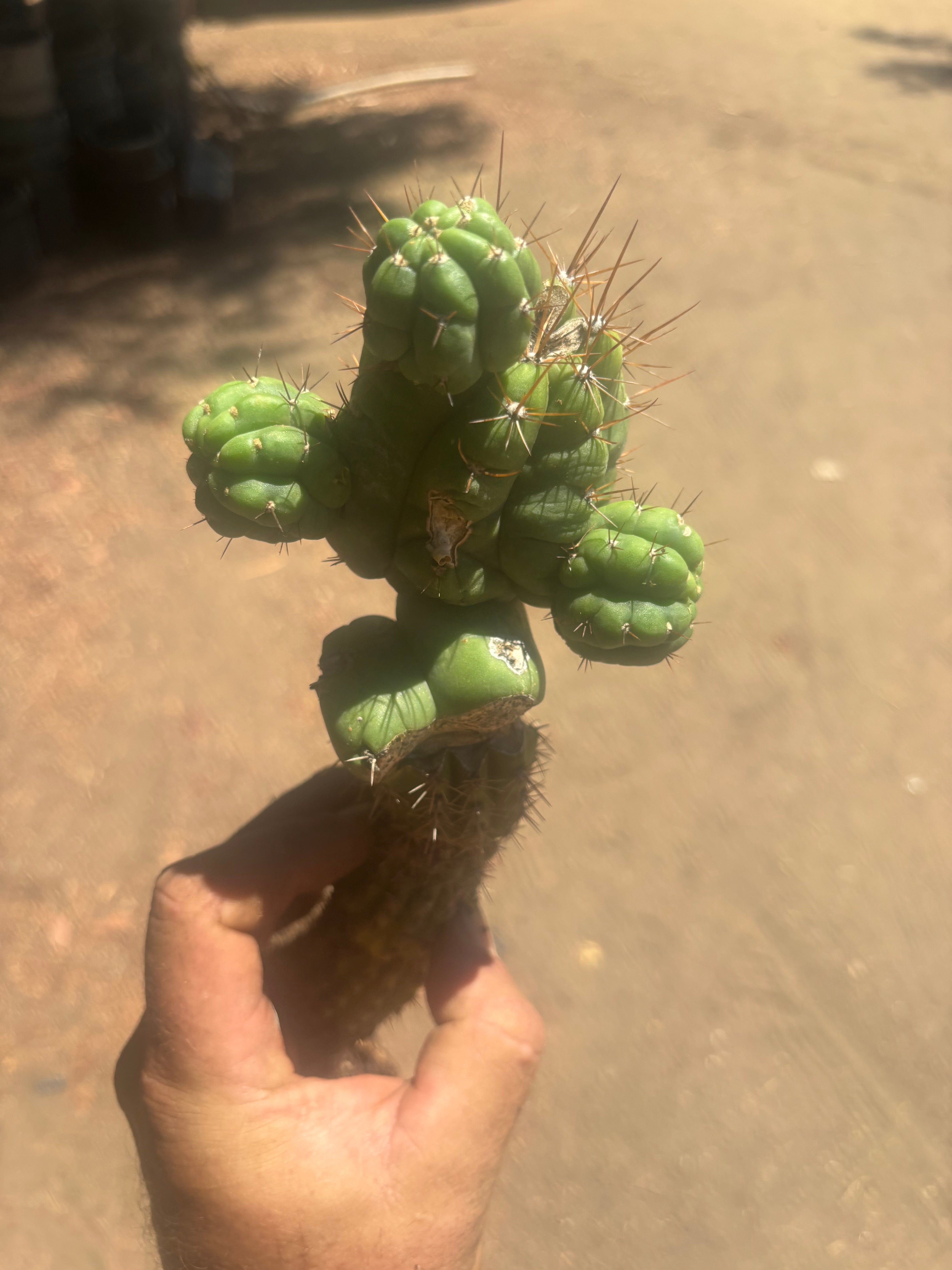 💎👑💎 Havran — Established Multi-Pup Graft on Spachianus