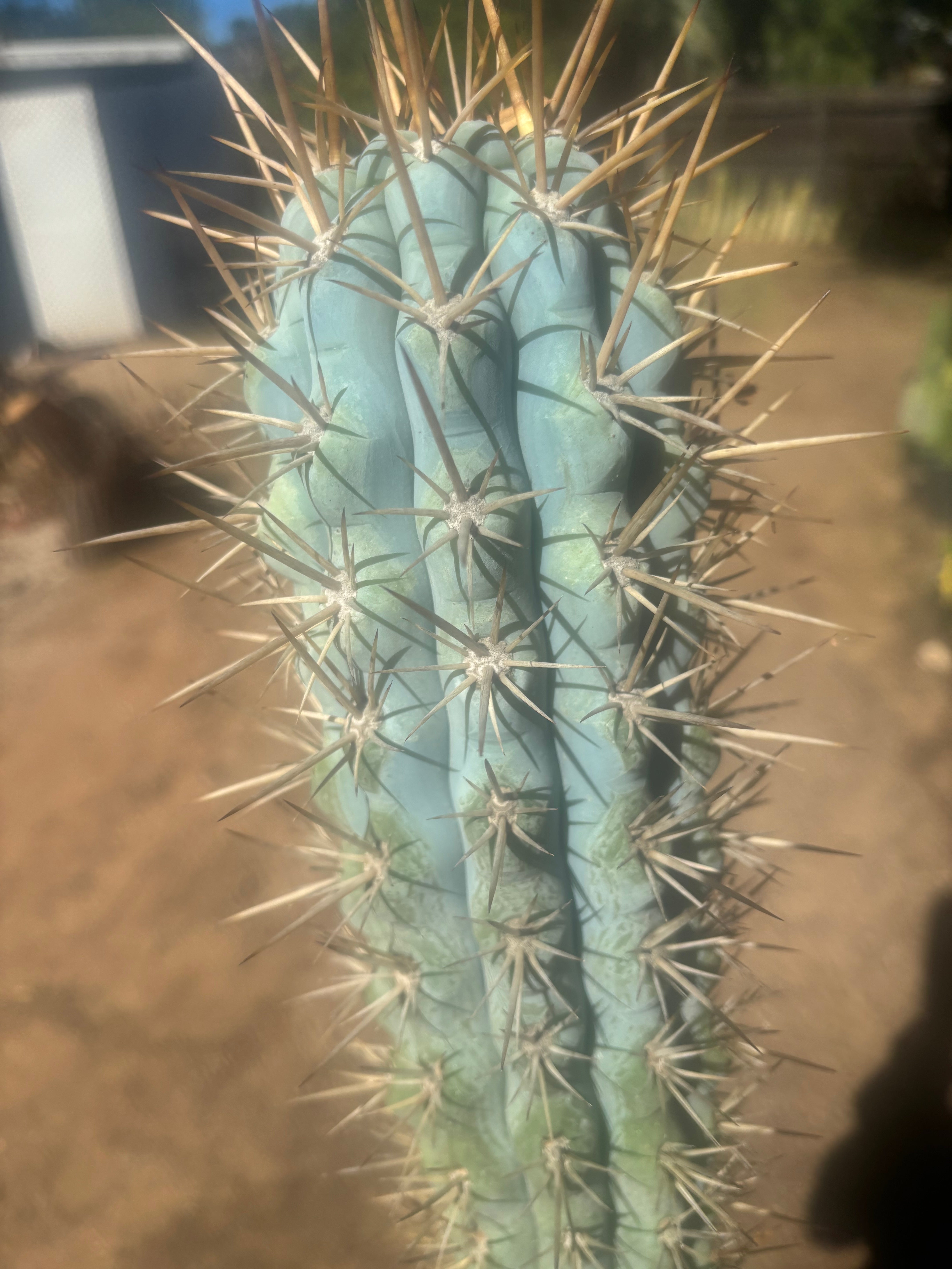 💎 Browningia Hertlingiana — BIG Heavy Rooted 24”