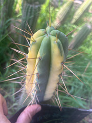 💎💎👑🌶️ MJC01  — 6” Tip