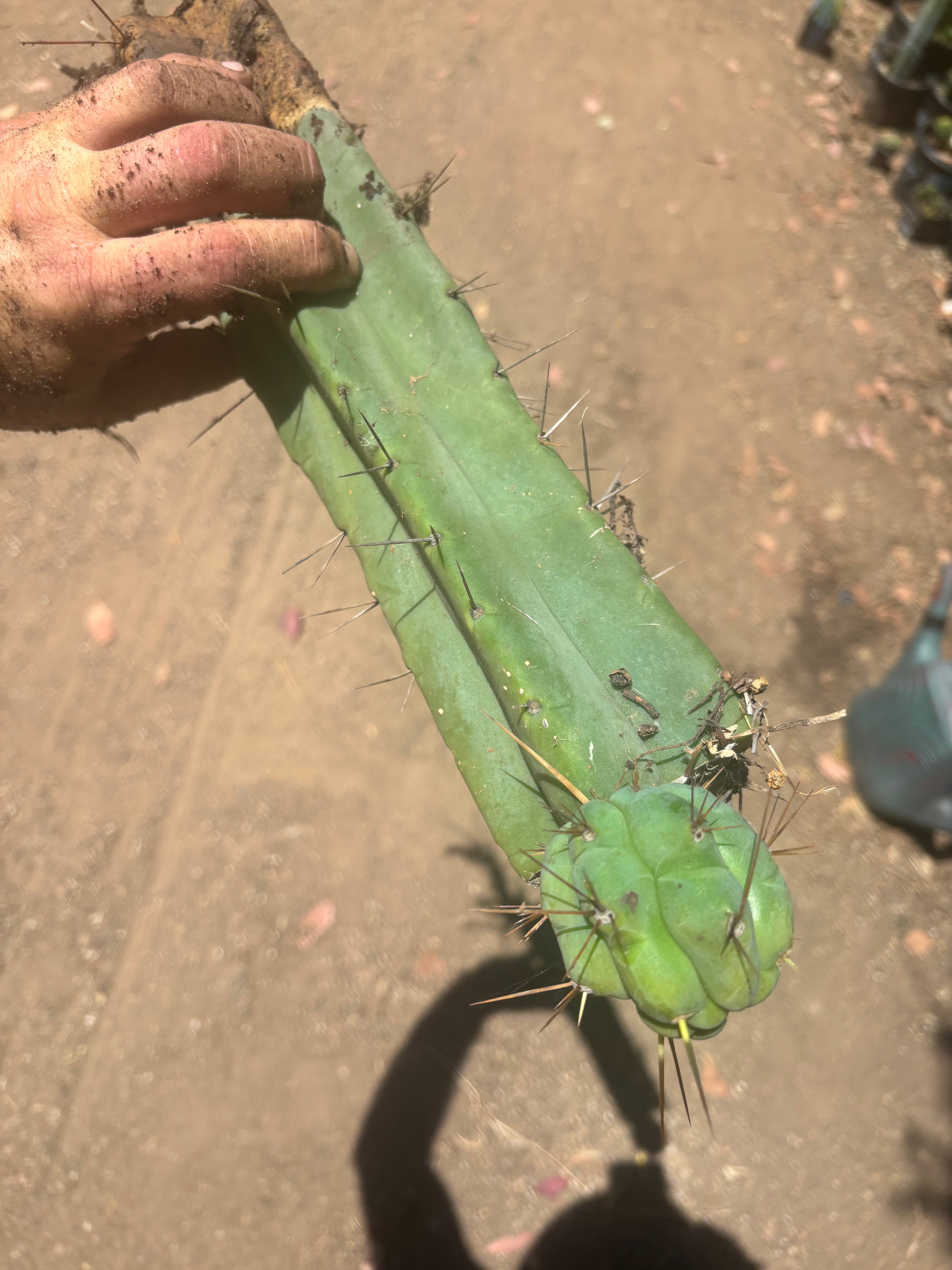 👑🌶️🌶️ Eileen — XL Rooted 14” Mid with Pup