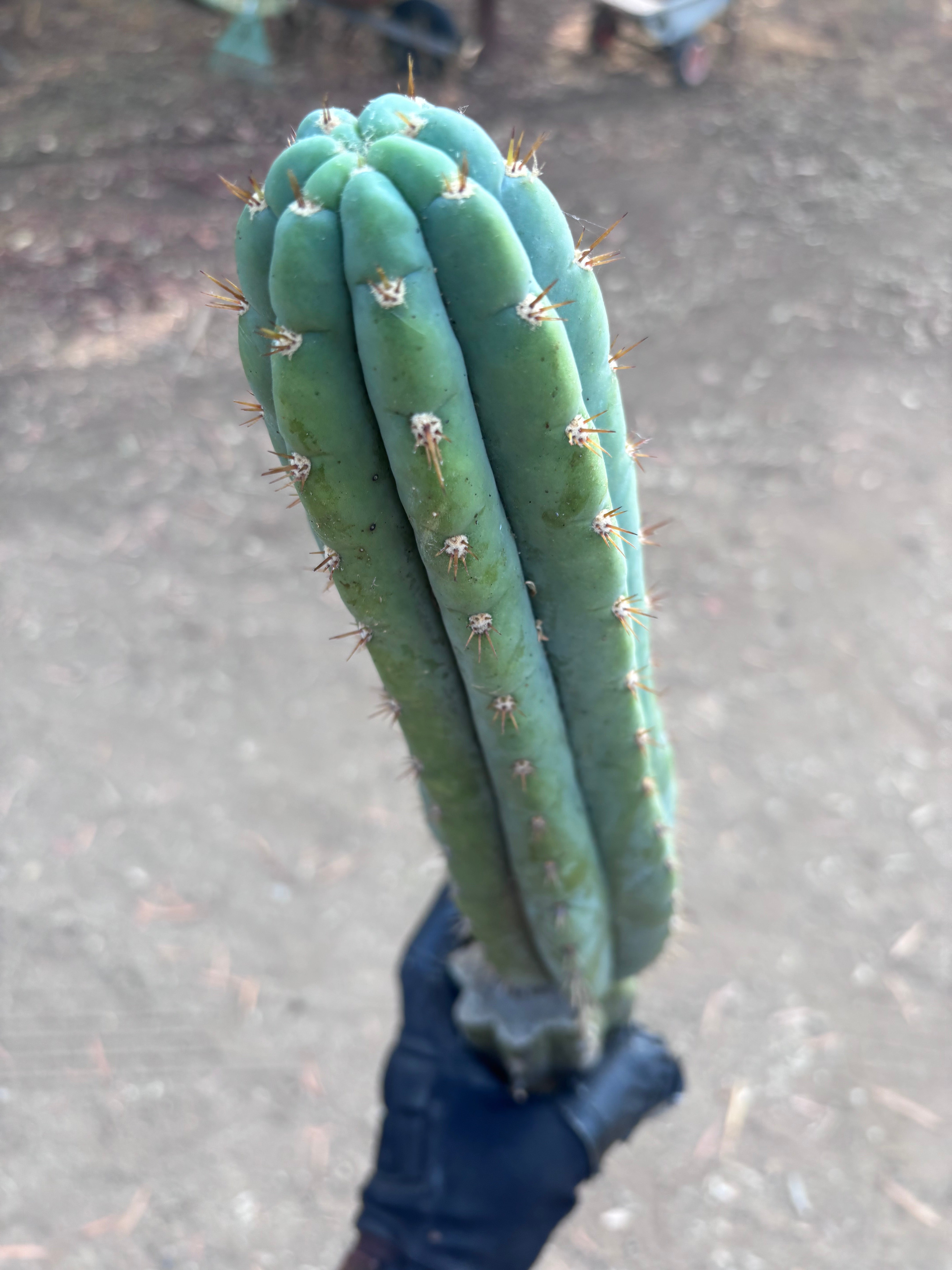 👑🌶️ Ventucky Blue — 16” Tip