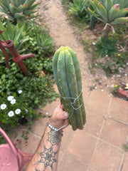 👑🌶️🌶️ KR04 — XL 13” Tip
