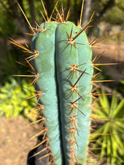 Custom Listing for JAYMATIC