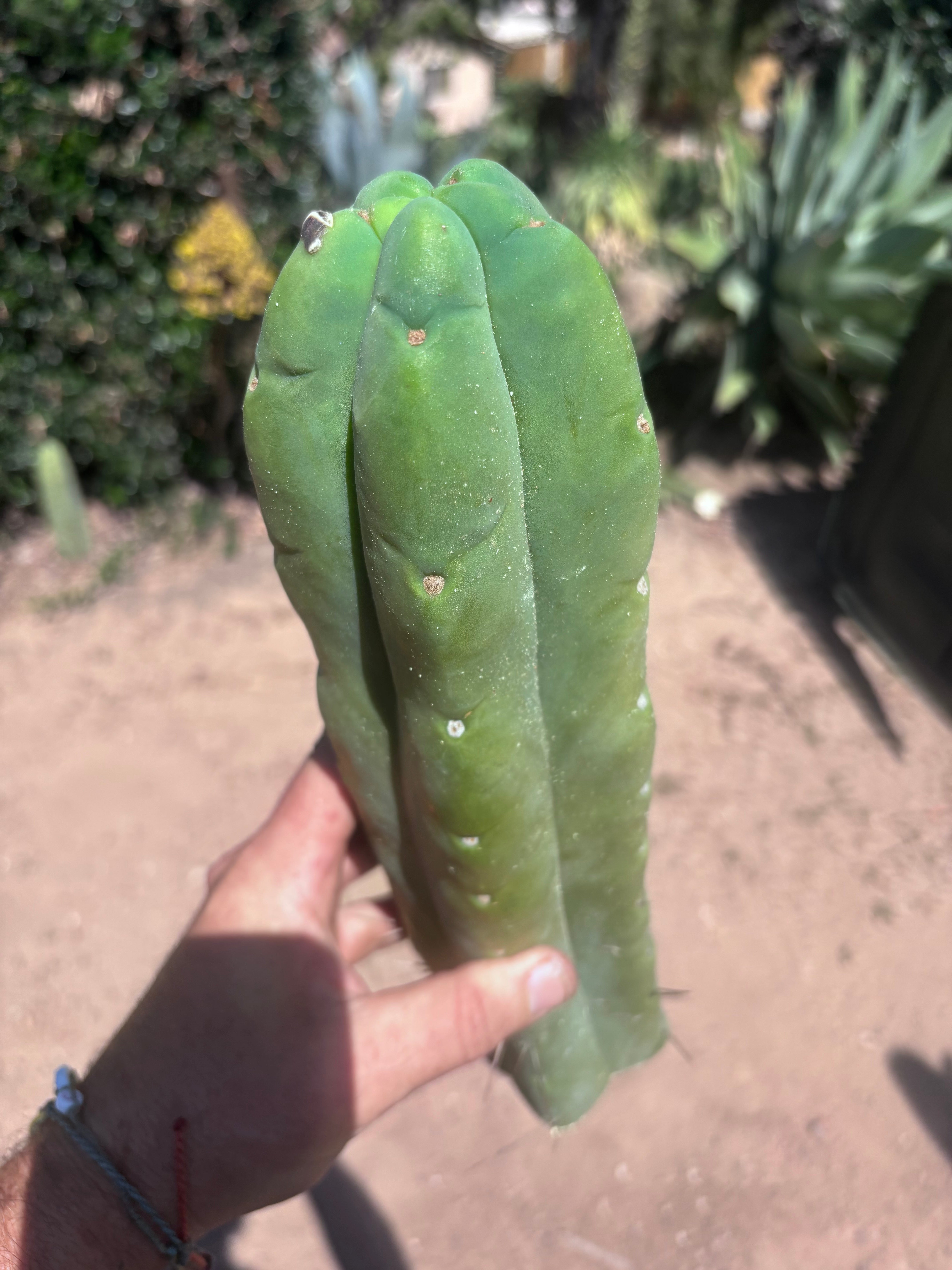 👑💎🌶️🌶️ Eileen — 13” Biggie Tip