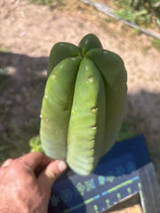 👑 Aussie Scop — 9” Melon Pup