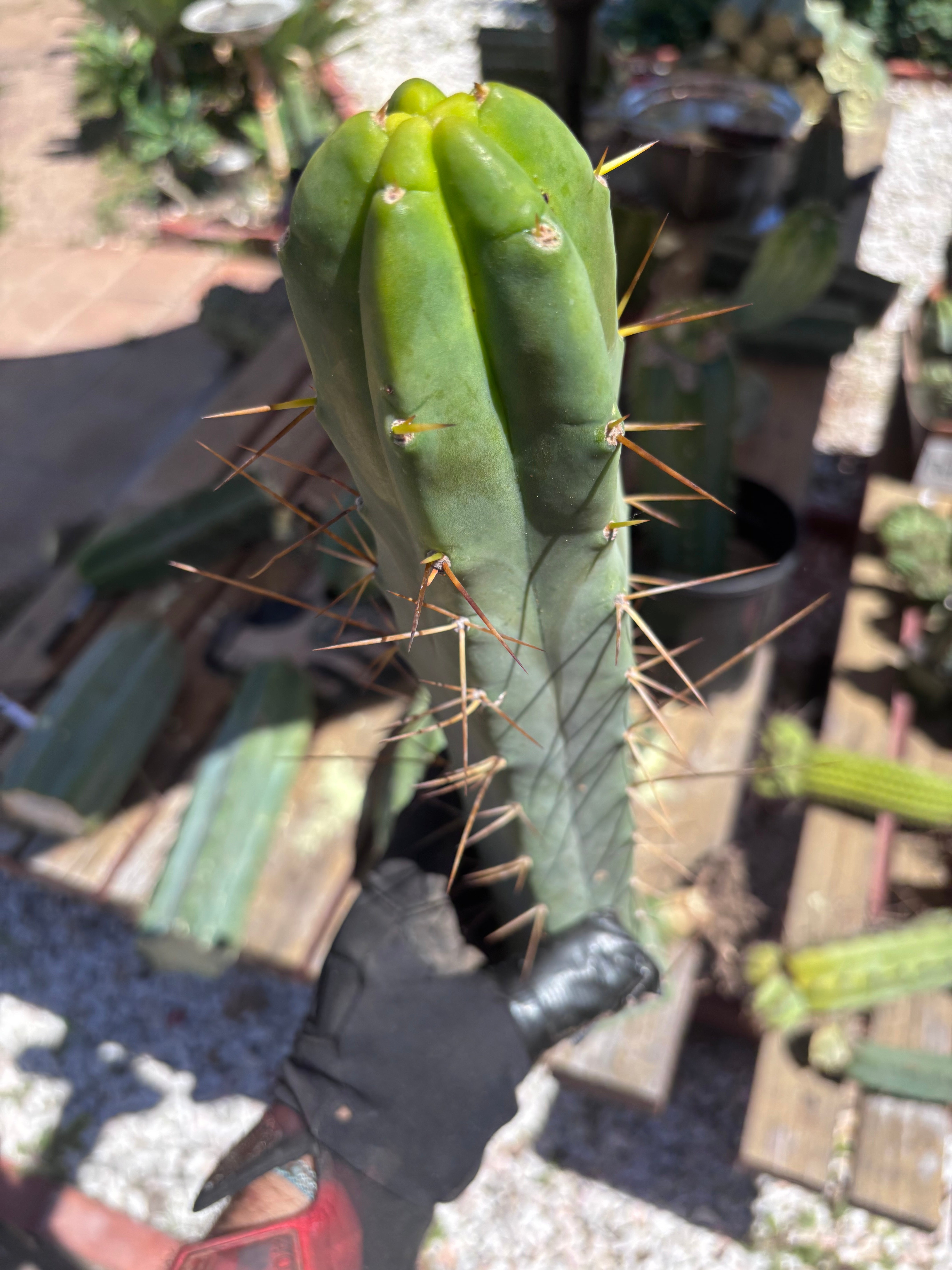 👑🌶️ TBQM  — 15” Tip