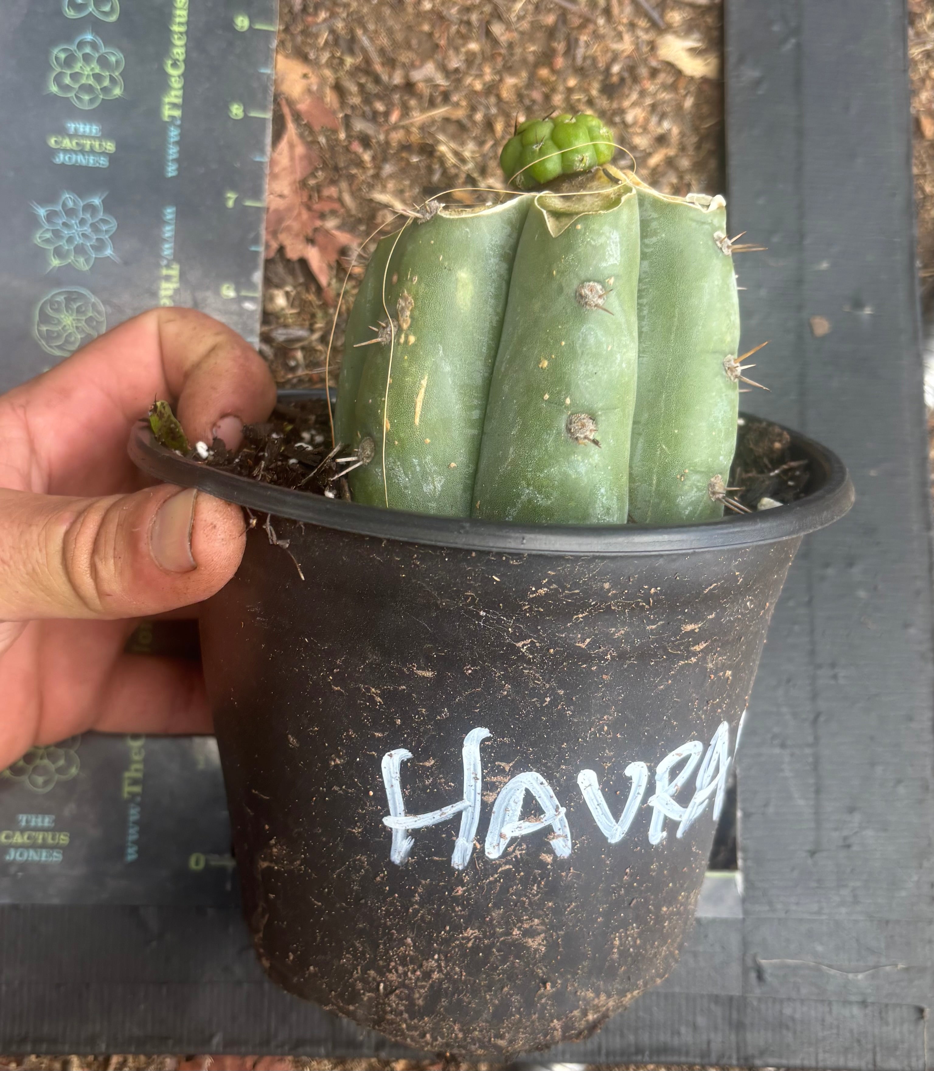 💎👑💎 Havran — Pup Graft on Rooted Shine01