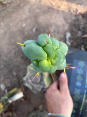 👑🌶️ Caballero — 9” Tip