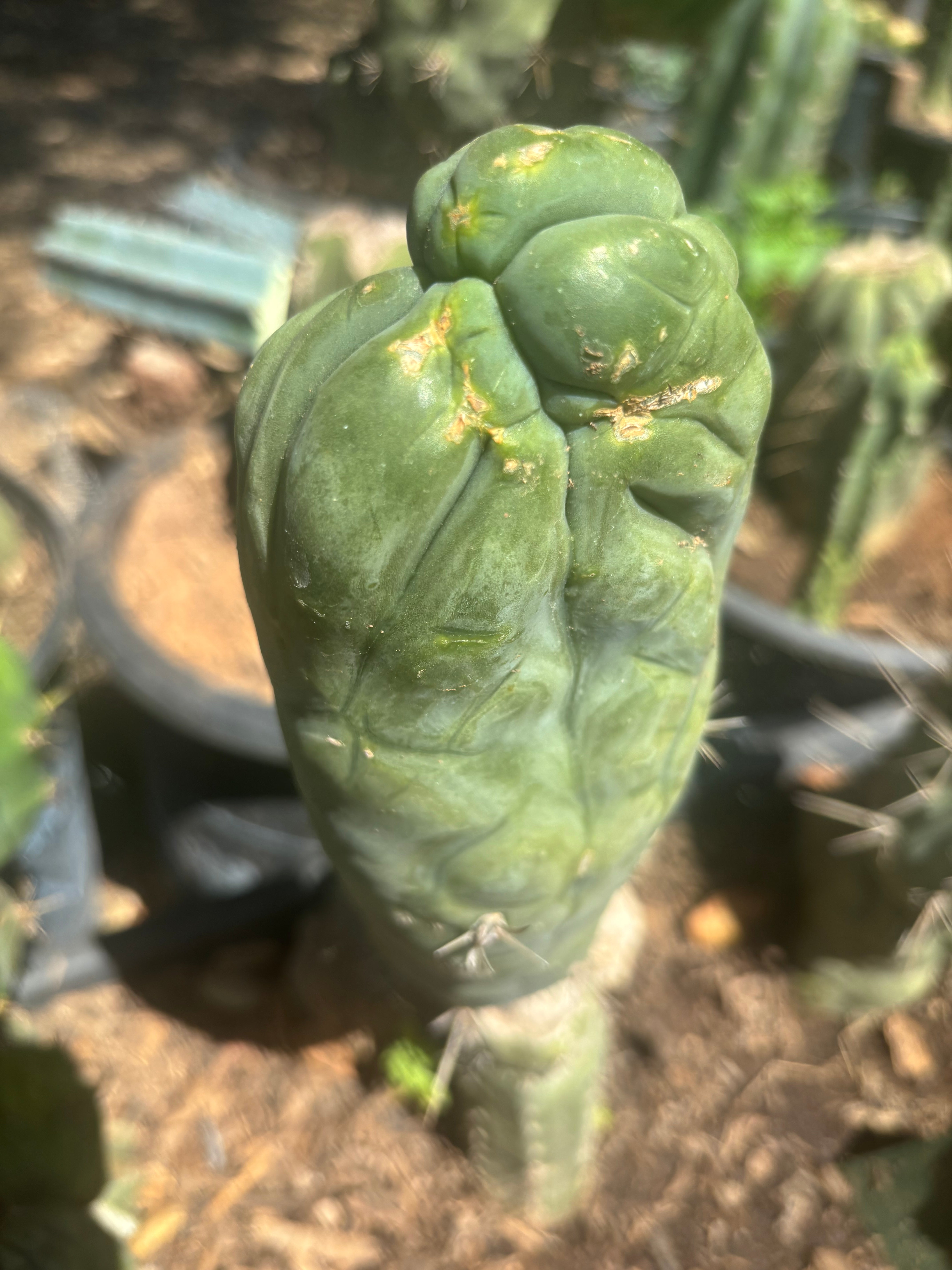 💎👑🐉 Bruce’s Dragon — Thick 8” Pup
