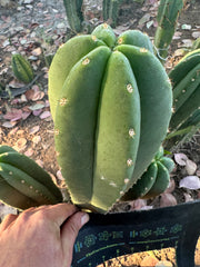 Super Pedro x Scop A  — Chonky 10” Tips