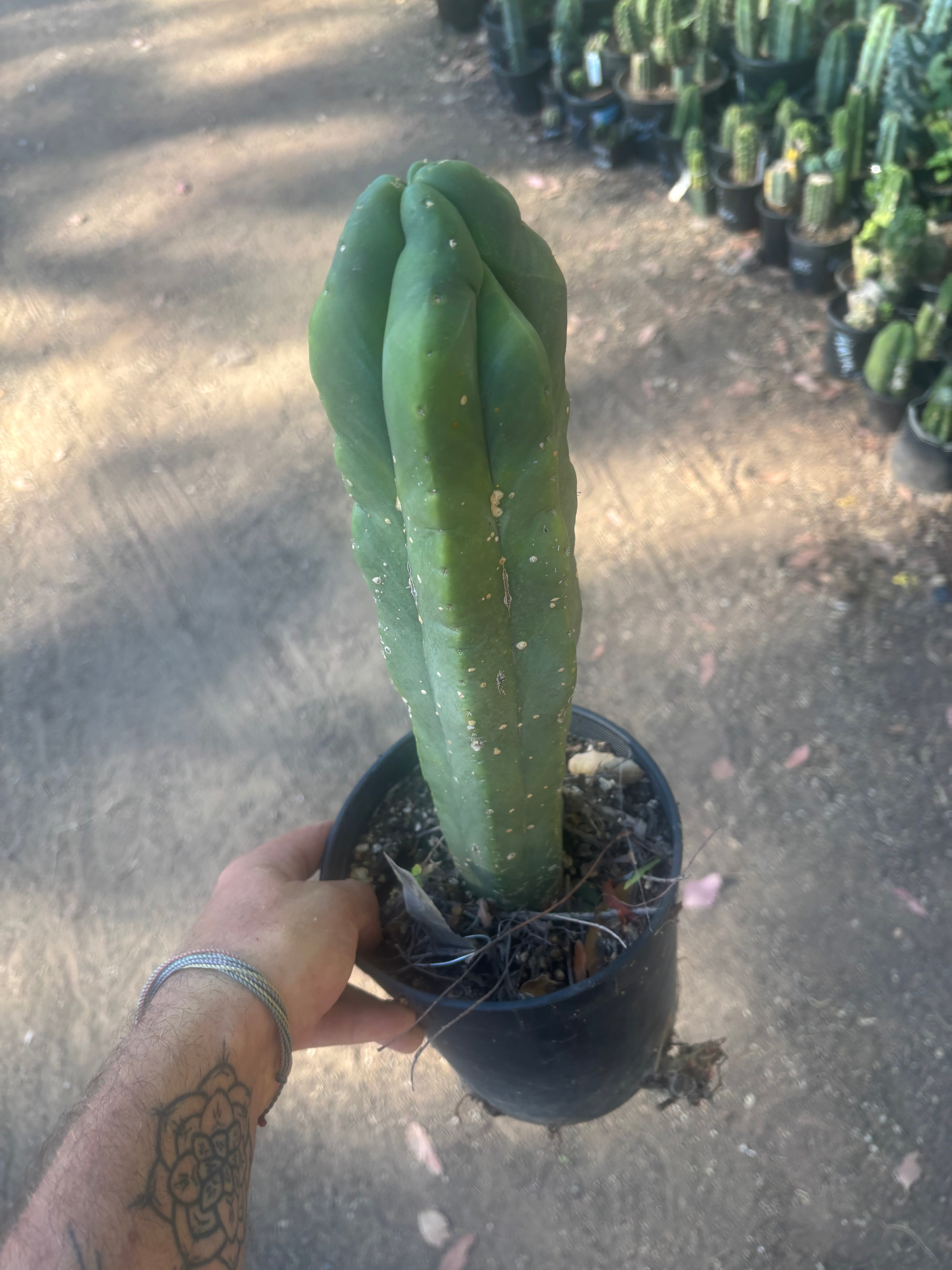 💎 MB x MP Scop — Rooted 14” Chonker
