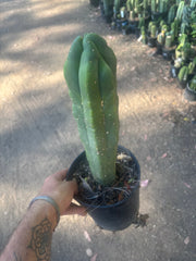 💎 MB x MP Scop — Rooted 14” Chonker